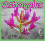 Astragalus