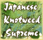 Japanese Knotweed Supreme