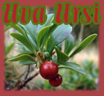 Uva Ursi